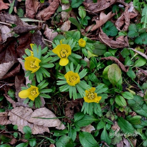 Eranthis hyemalis Λουλούδι