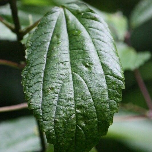 Boehmeria japonica Leaf