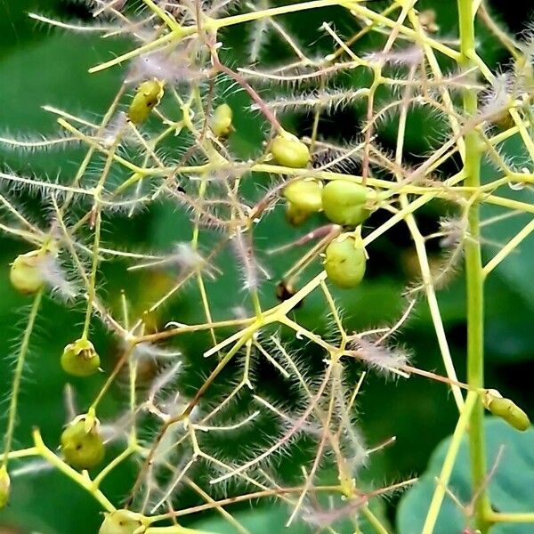 Cotinus obovatus Vrucht