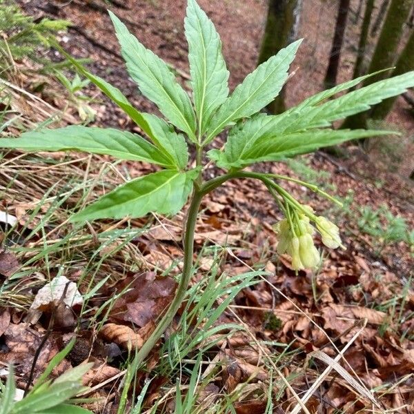 Cardamine enneaphyllos Õis