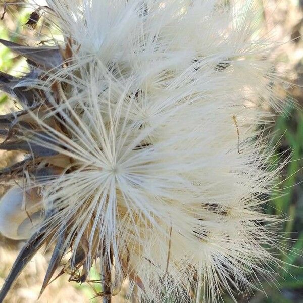 Silybum marianum Fruit