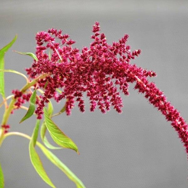 Amaranthus caudatus Kwiat