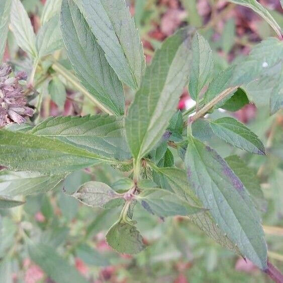 Salvia uliginosa Levél