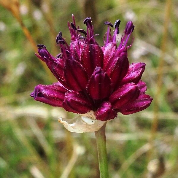 Allium sphaerocephalon Flower