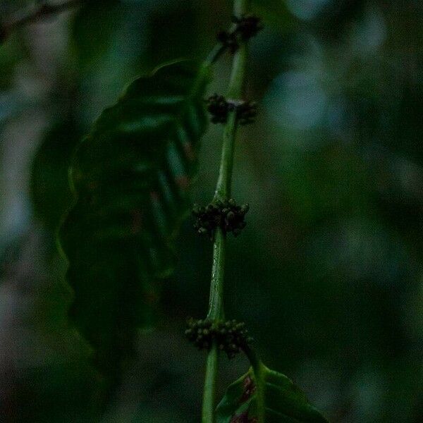 Coffea canephora ᱡᱚ