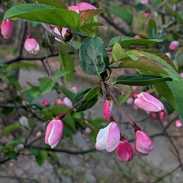 Malus halliana 花