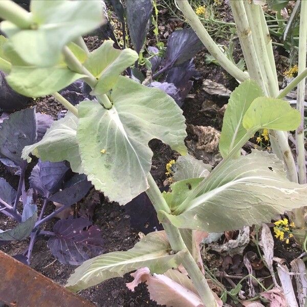 Brassica rapa Φύλλο