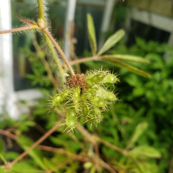 Mimosa pudica Frucht