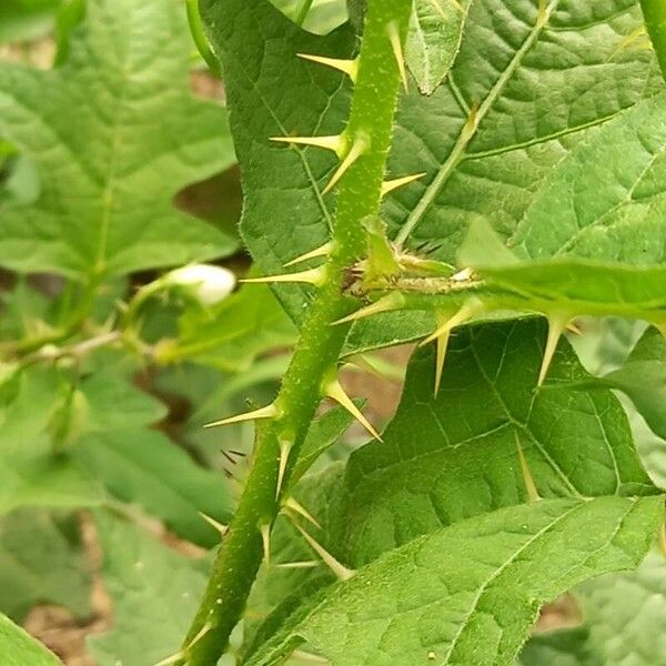 Solanum carolinense چھال