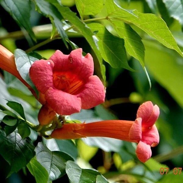 Campsis radicans Other