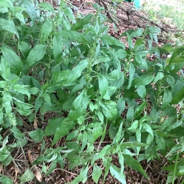 Parietaria pensylvanica Lorea