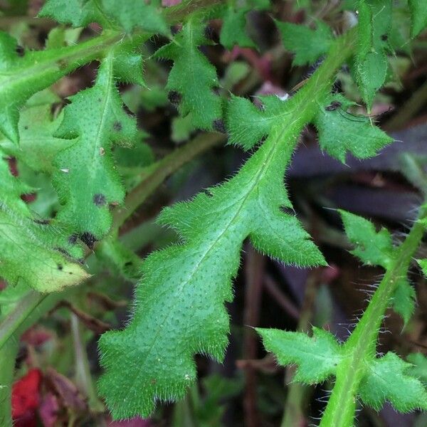 Papaver apulum Blad