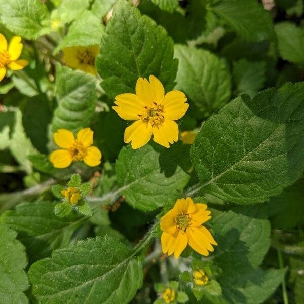 Chrysogonum virginianum Flower