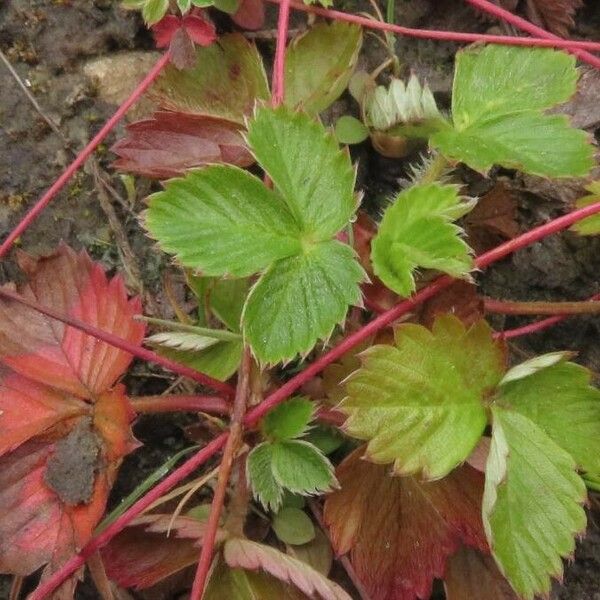 Fragaria vesca Levél