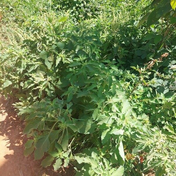 Ocimum gratissimum Leaf