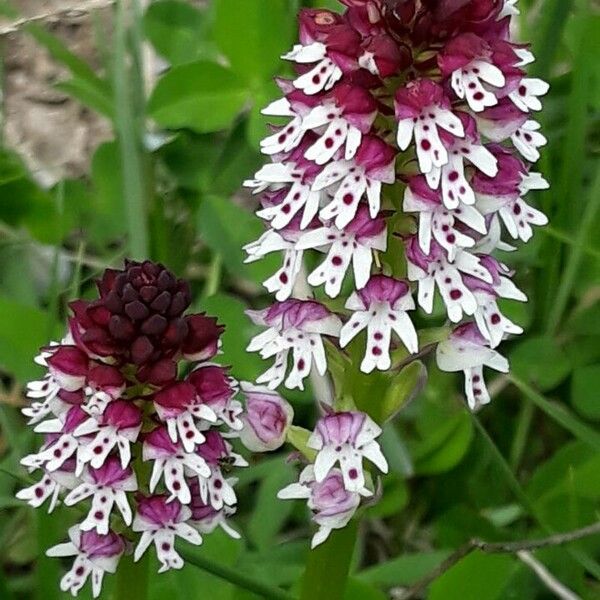 Neotinea ustulata Flower