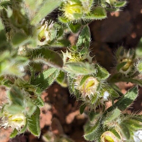 Herniaria hirsuta Bloem