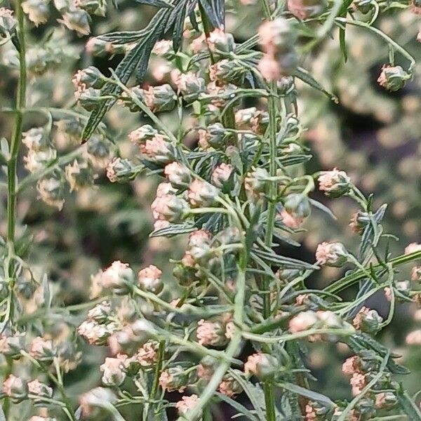 Artemisia annua Flor