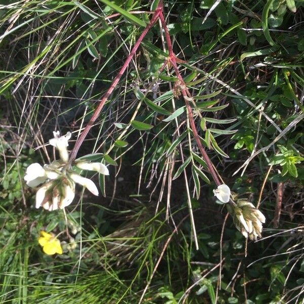 Astragalus australis Habitus