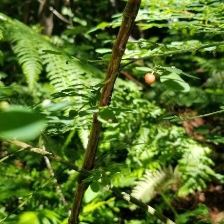 Vaccinium parvifolium Habitus