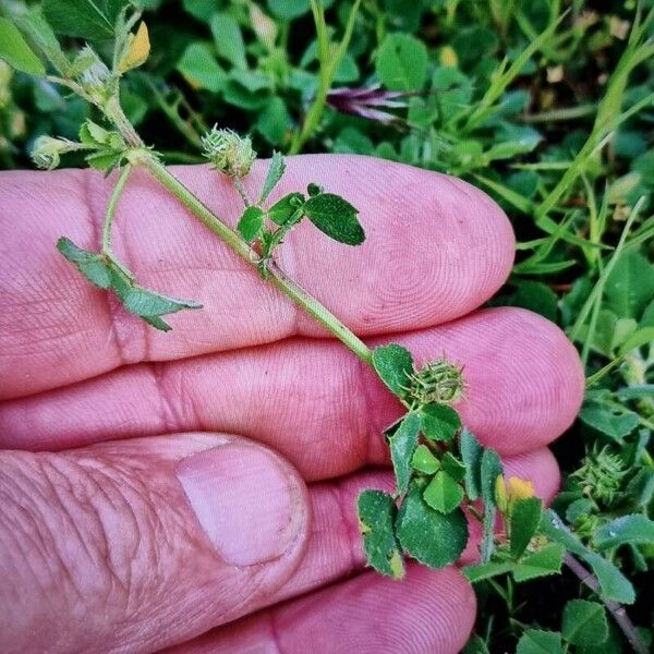 Medicago rigidula Blad