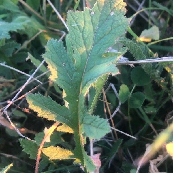 Rorippa sylvestris पत्ता