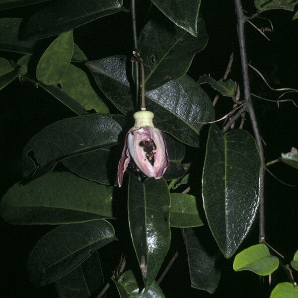 Passiflora laurifolia Flower