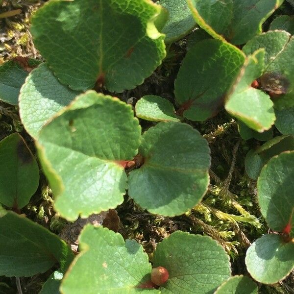 Salix herbacea Други