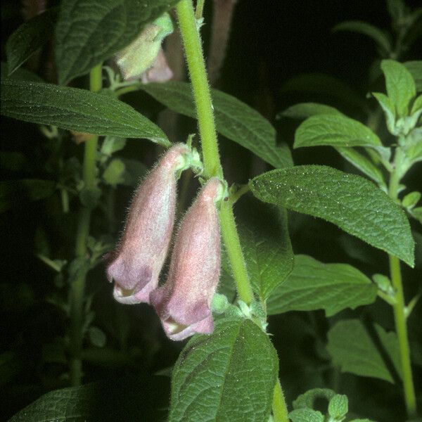 Sesamum indicum Flower