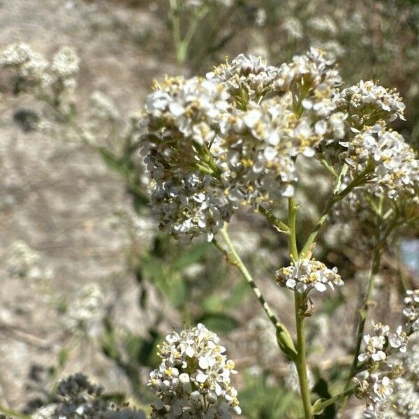 Lepidium latifolium Cvet