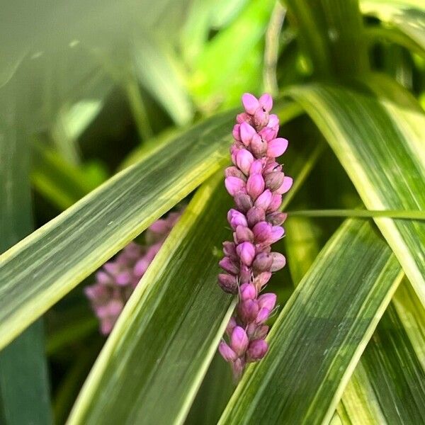 Polygonum persicaria Flower