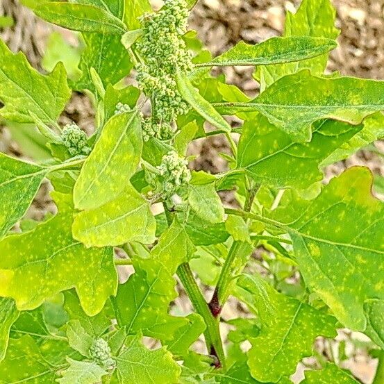 Chenopodium ficifolium Flower