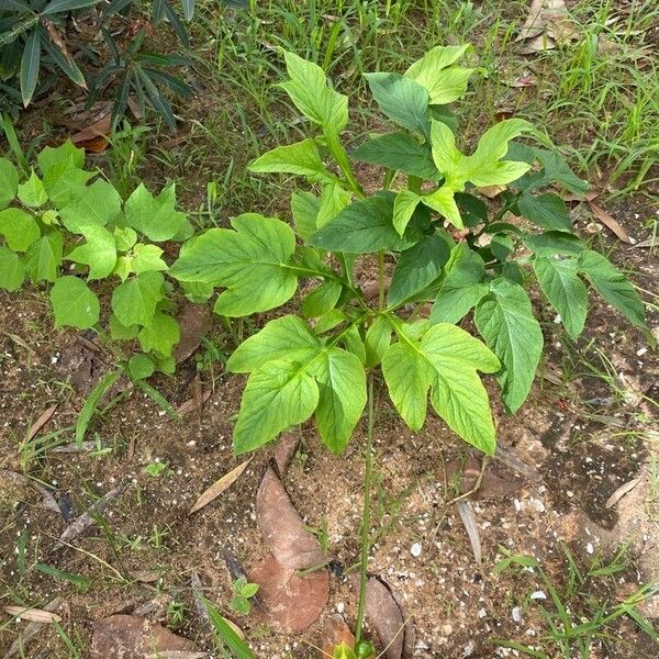 Tacca leontopetaloides Φύλλο