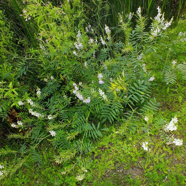 Galega officinalis عادت