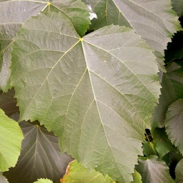 Tilia americana 叶