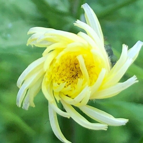 Sonchus oleraceus Çiçek