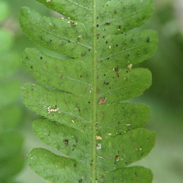 Thelypteris hispidula List