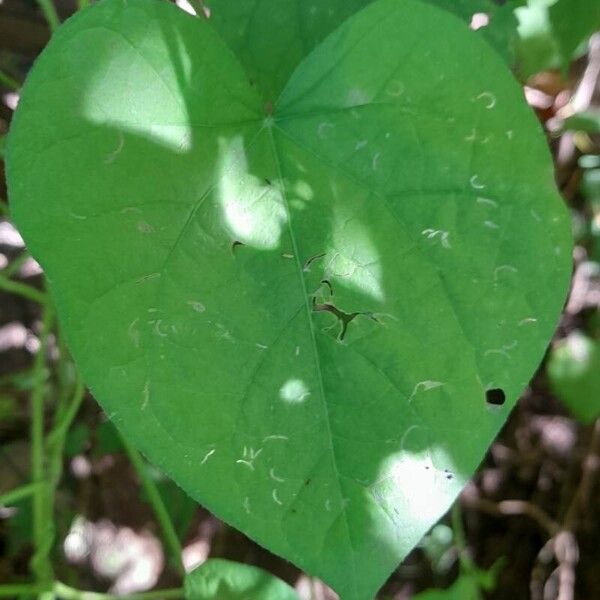 Ipomoea purpurea Blatt