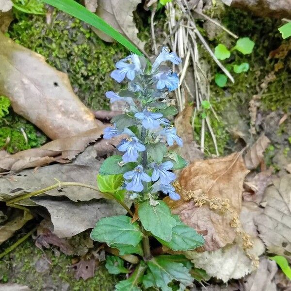 Ajuga reptans ᱵᱟᱦᱟ