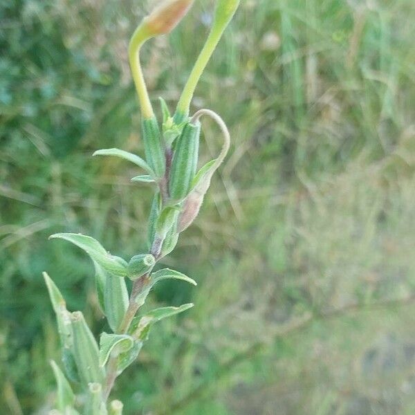 Oenothera villosa Vaisius