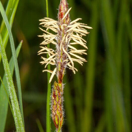 Carex hirta Flower