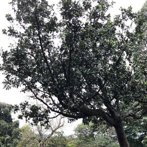 Calophyllum inophyllum Alkat (teljes növény)