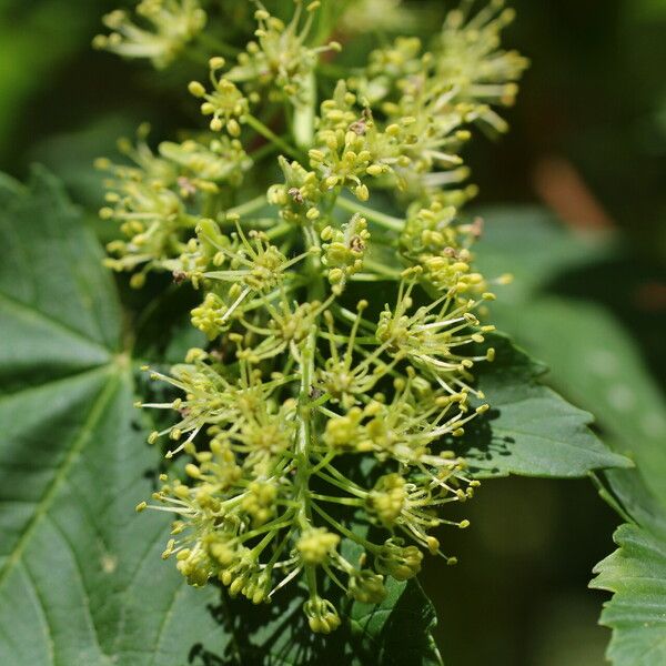 Acer pseudoplatanus Flor