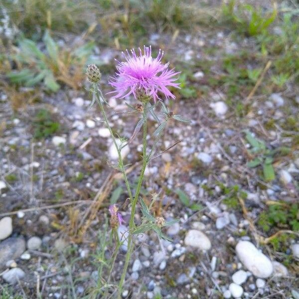 Centaurea paniculata Кветка