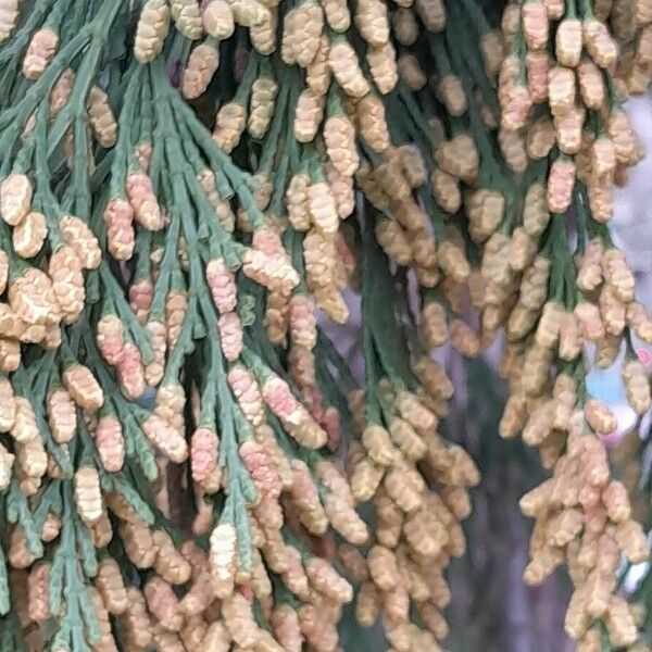 Calocedrus decurrens Flors