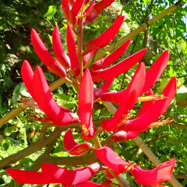 Erythrina variegata Blüte