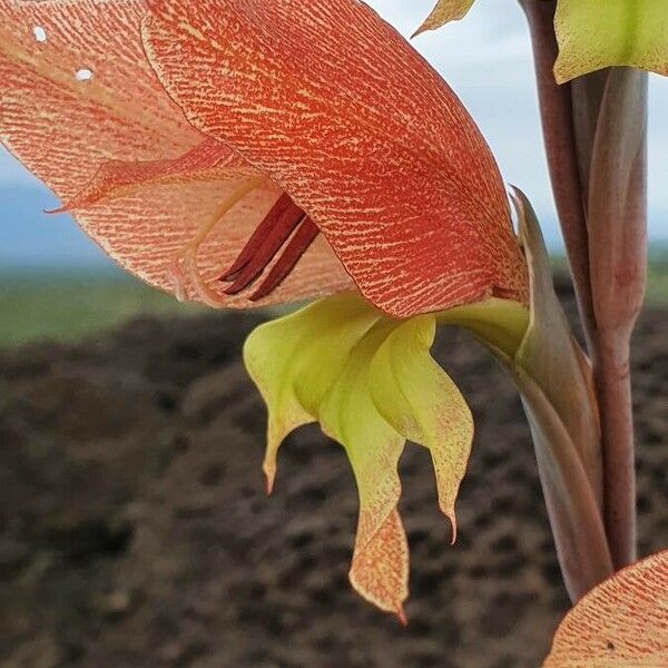 Gladiolus dalenii Blomma