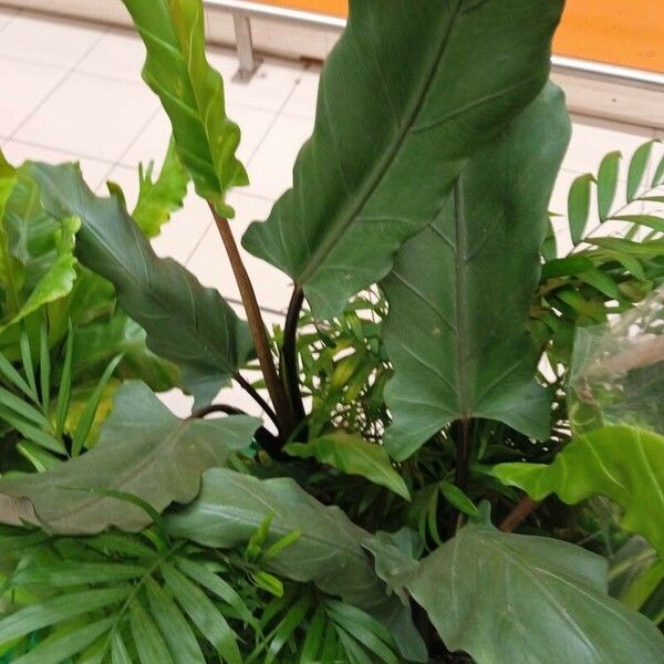 Alocasia lauterbachiana Frunză