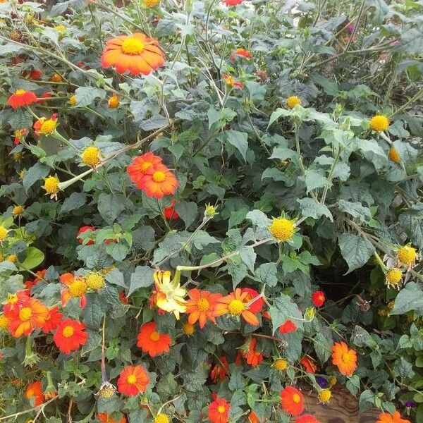 Tithonia rotundifolia आदत