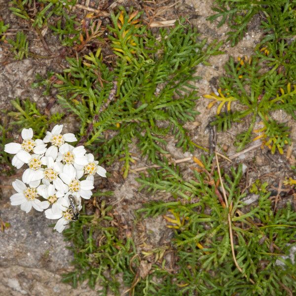 Achillea erba-rotta Квітка